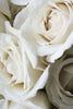 White Roses.