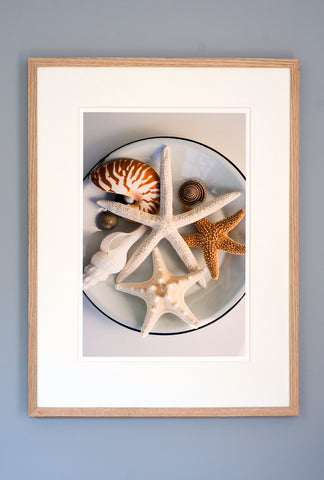 Ocean shells on antique plate.